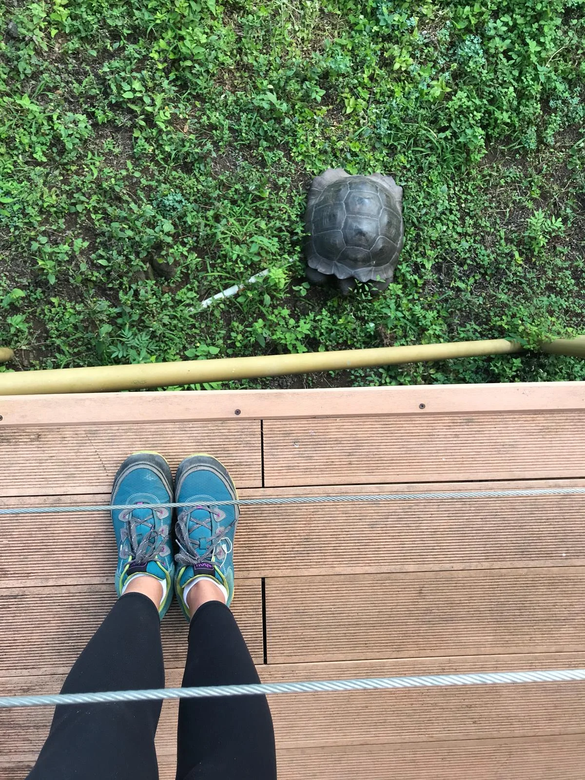 A morning visitor