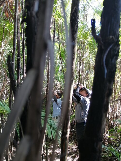 Chef Jean (foreground) birding with Isla Palenque head naturalist guide, Chava.