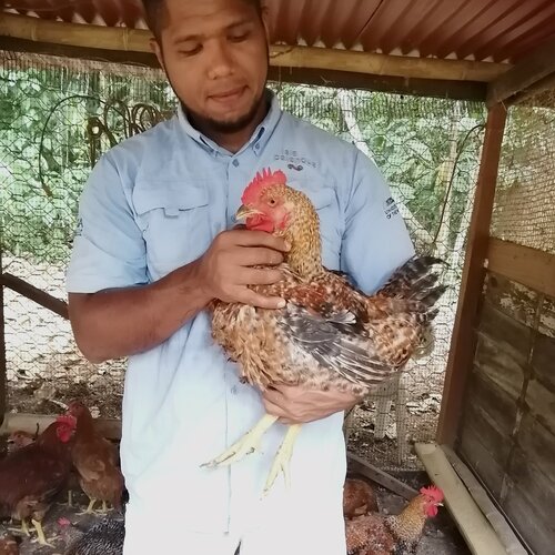 Farmer Chava and his chickens