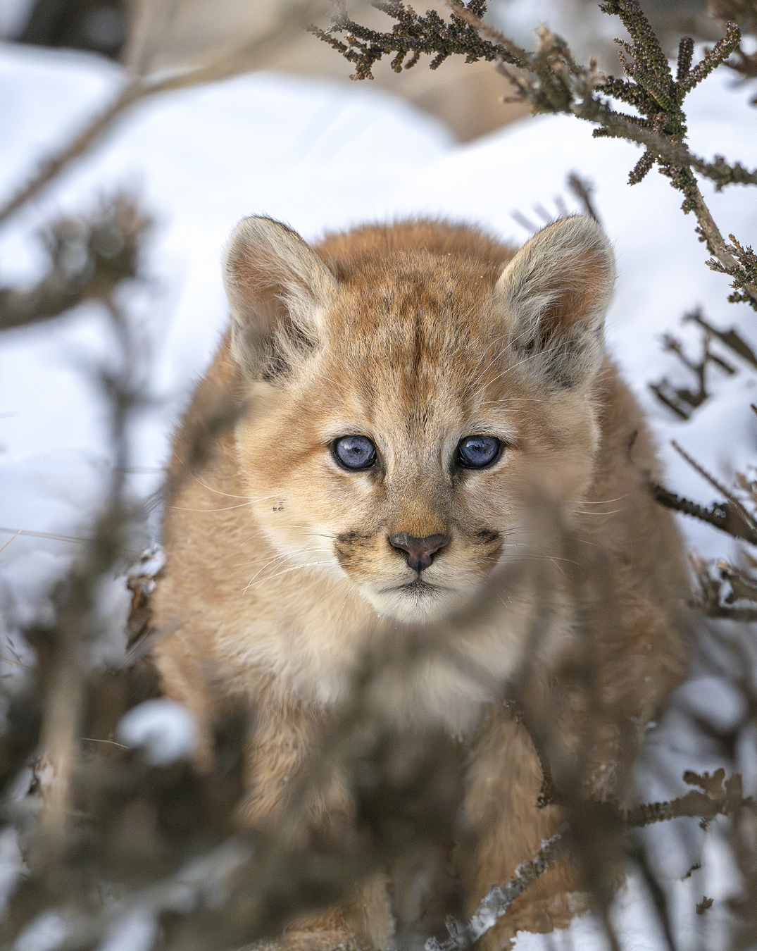 Introducing Estancia Cerro Guido Carouselx.png