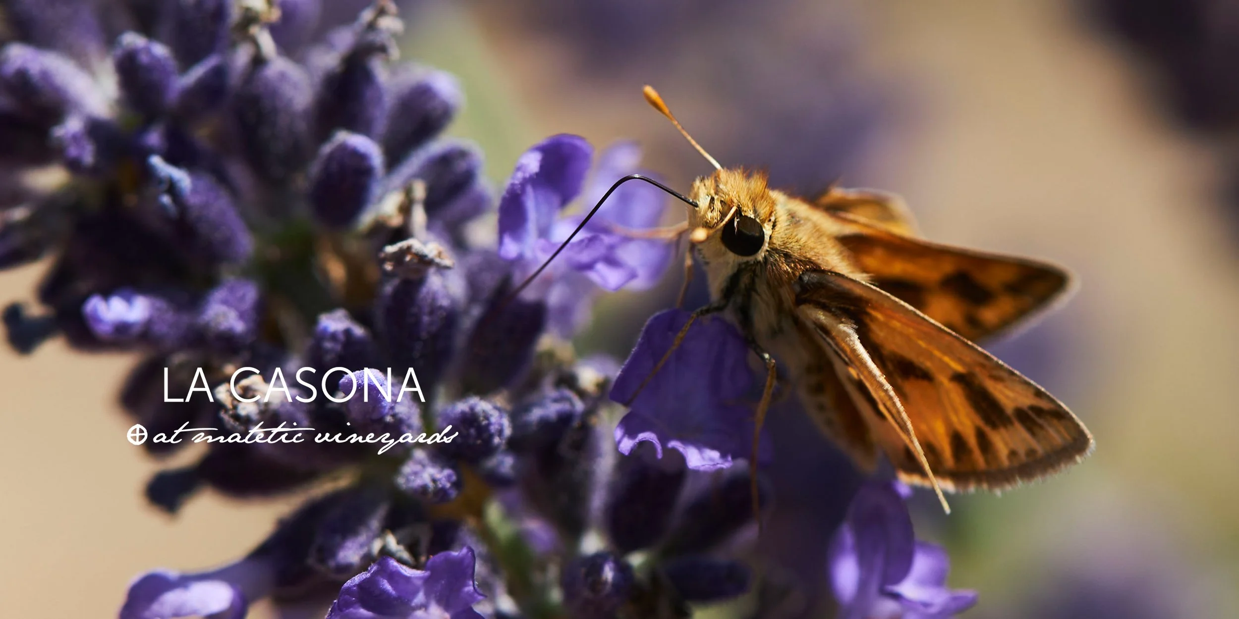 La-Casona-at-Matetic-Vineyards-Web-Banner_6.jpg