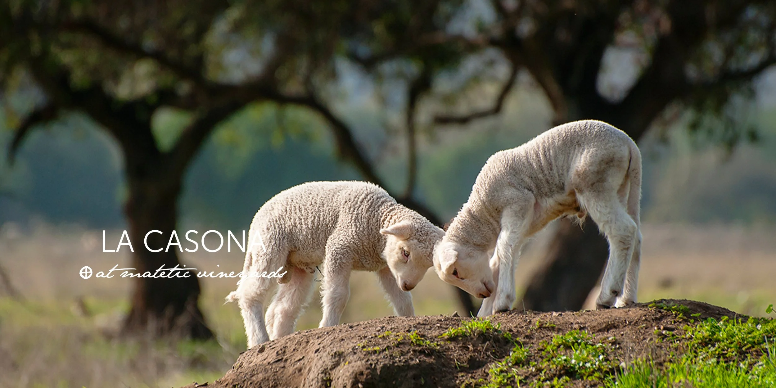 La-Casona-at-Matetic-Vineyards-Web-Banner_3.jpg
