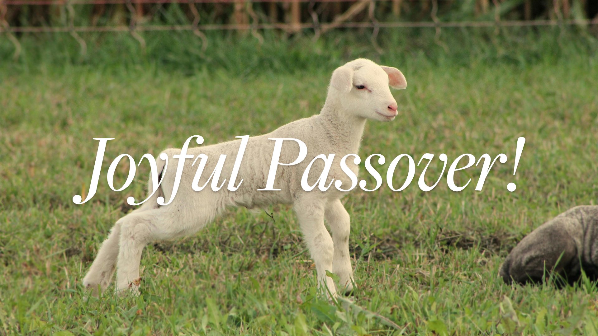   Joyful Passover Triumph In Truth family! Pesach (Passover) begins sundown 04/22/24 - sundown 04/23/24.  