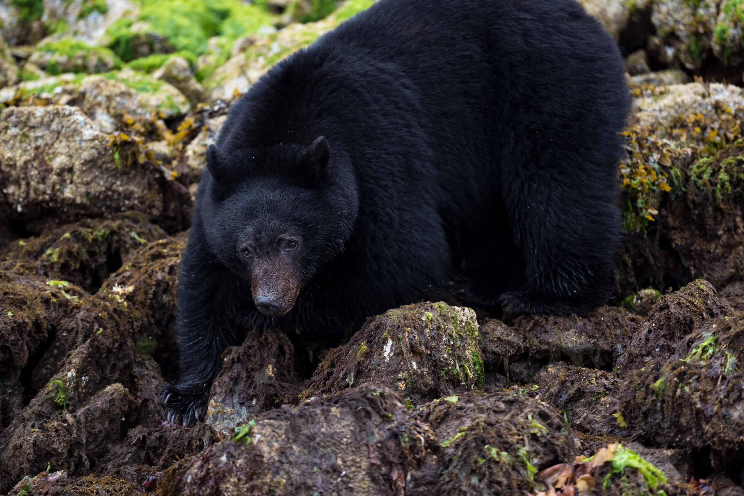 May-29-Bear-Kayaking-726.jpg