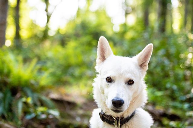 🐾 When what&rsquo;s best for her is what&rsquo;s best for me. 🐾

World, meet Hokis.

Part fox, part polar bear, part little wolf, this pup is fully the best decision I&rsquo;ve ever made. 
@briannamariii found her at the side of a river during her 