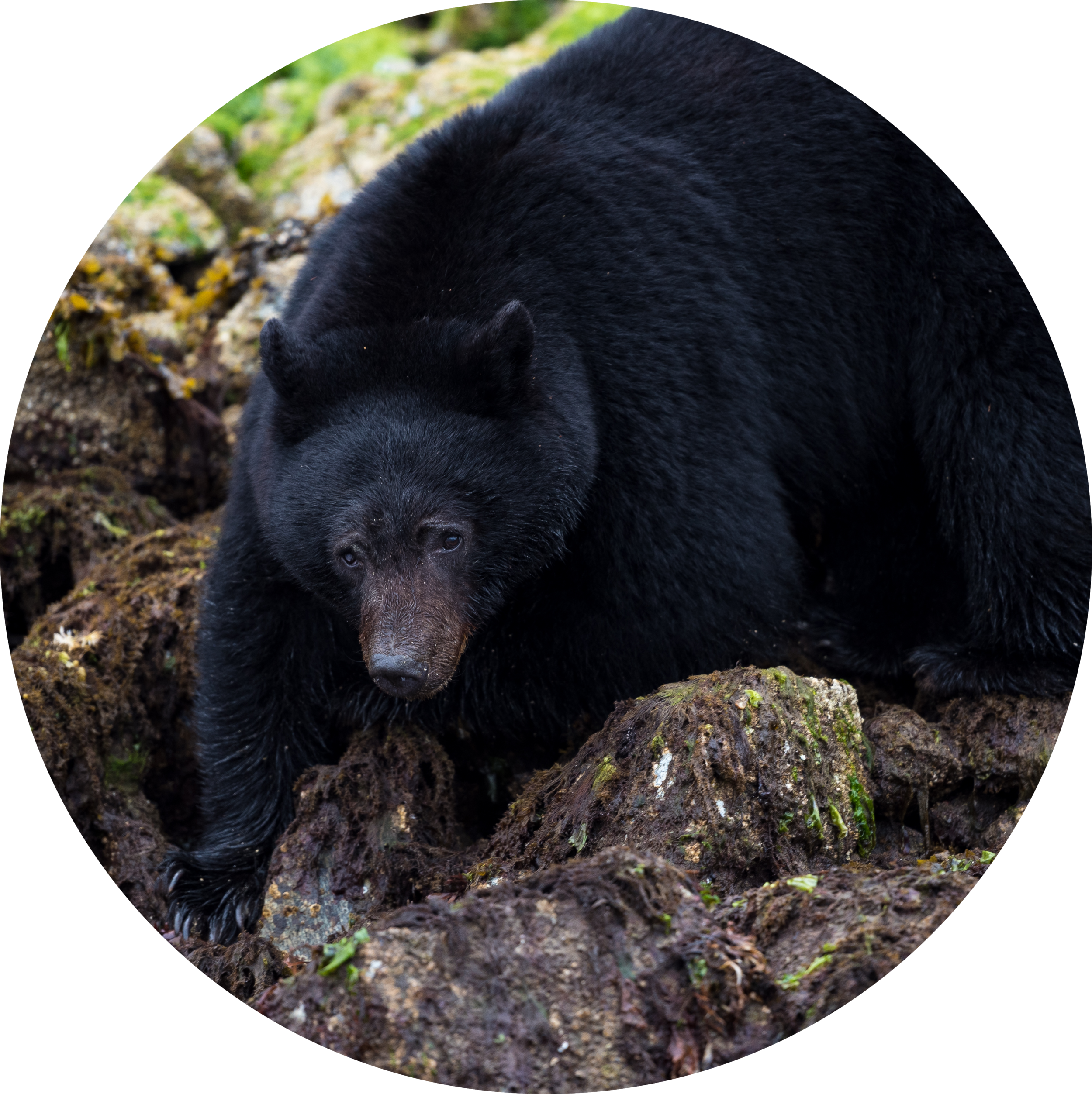 May-29-Bear-Kayaking-726.png