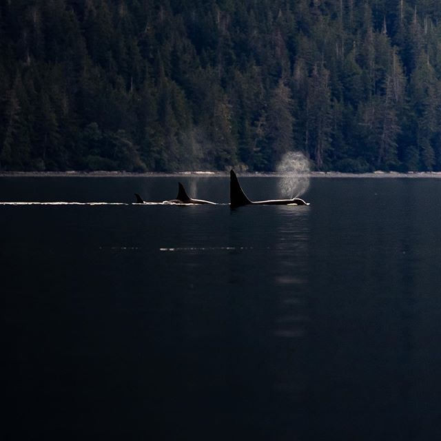 Home is the healing my heart has been honing in on.

And there is some sort of homecoming I experience every time I hear a whale breathe. 
The quiet settled just before this moment. We were in the Robson Bight Ecological Reserve, a rare time slice be