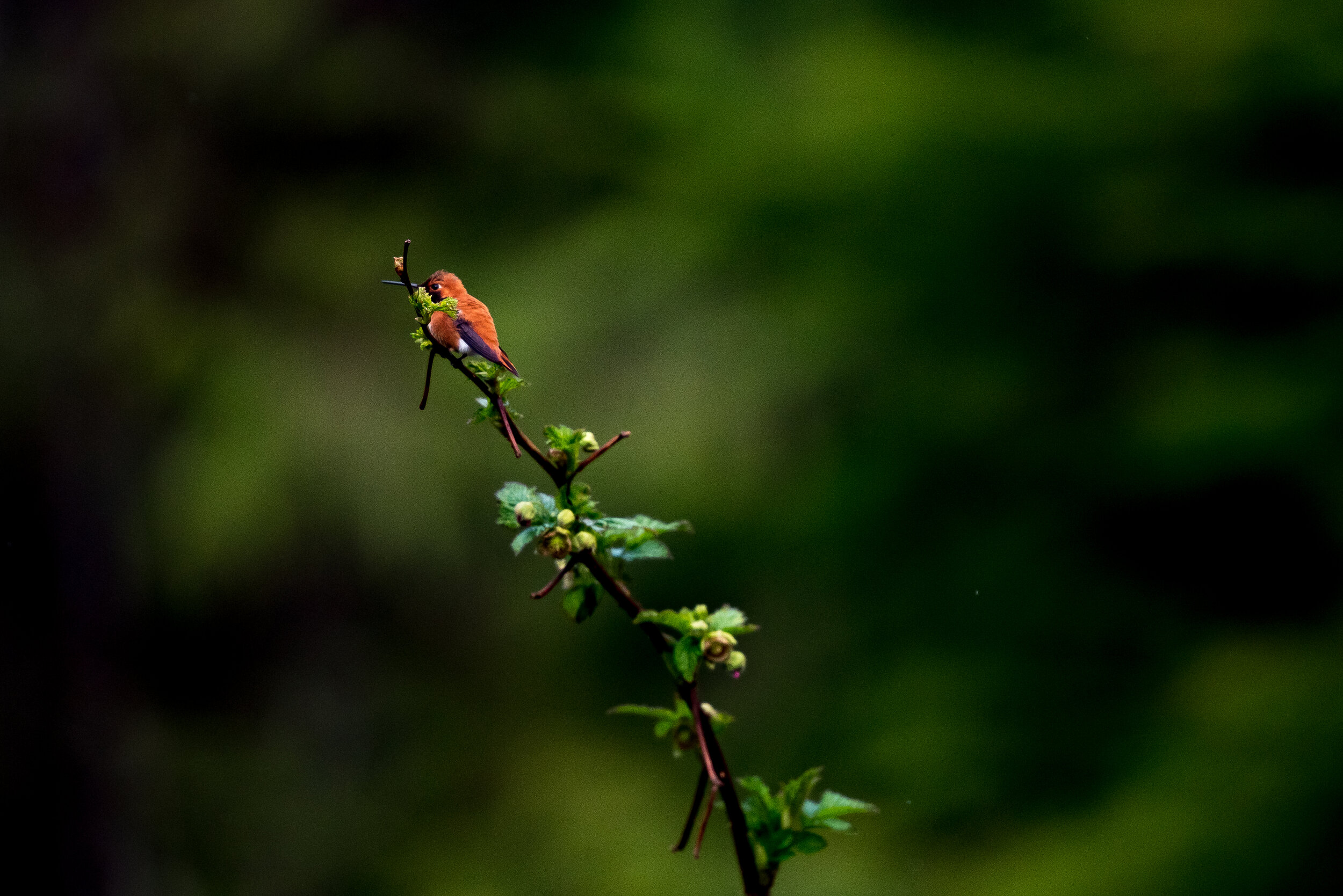 180413-Hummingbird-179.JPG