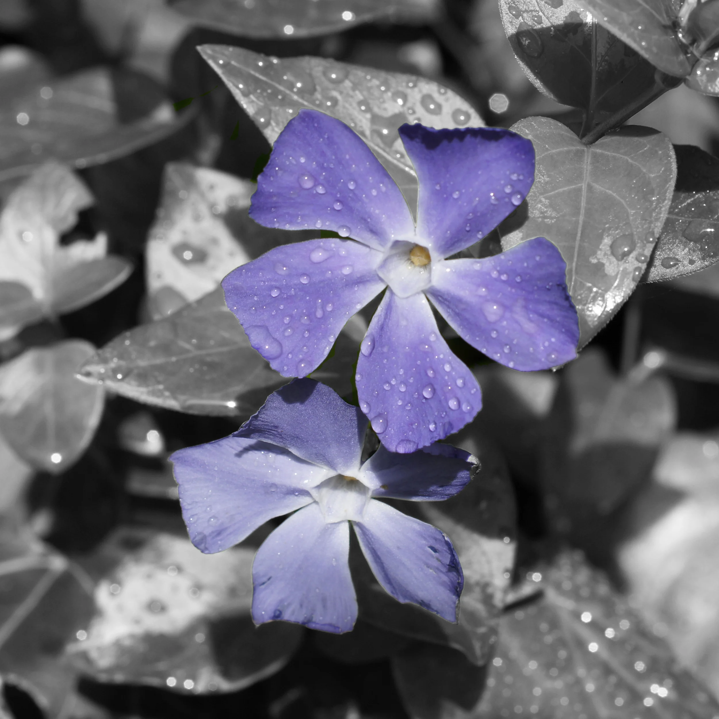 Flowers.jpg