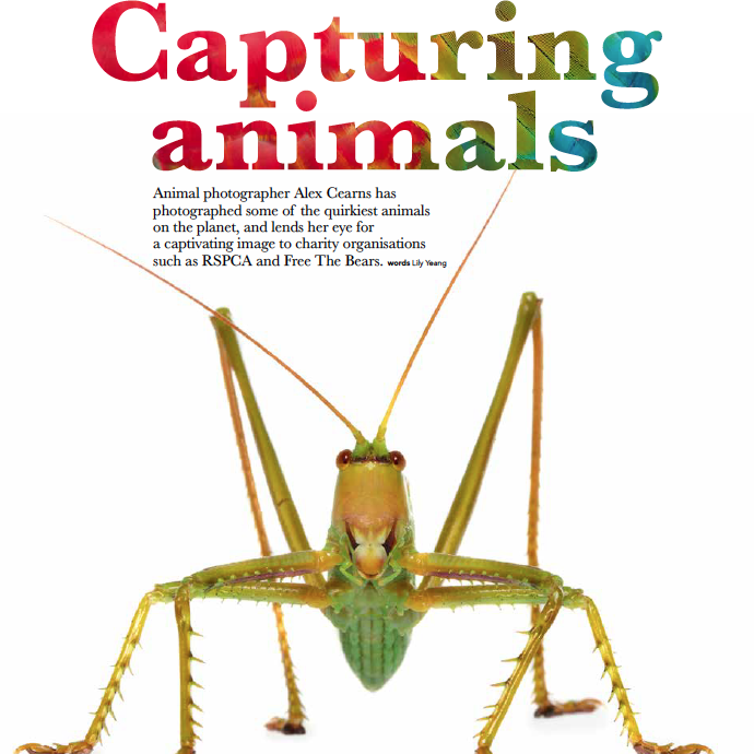 Capturing Animals.png