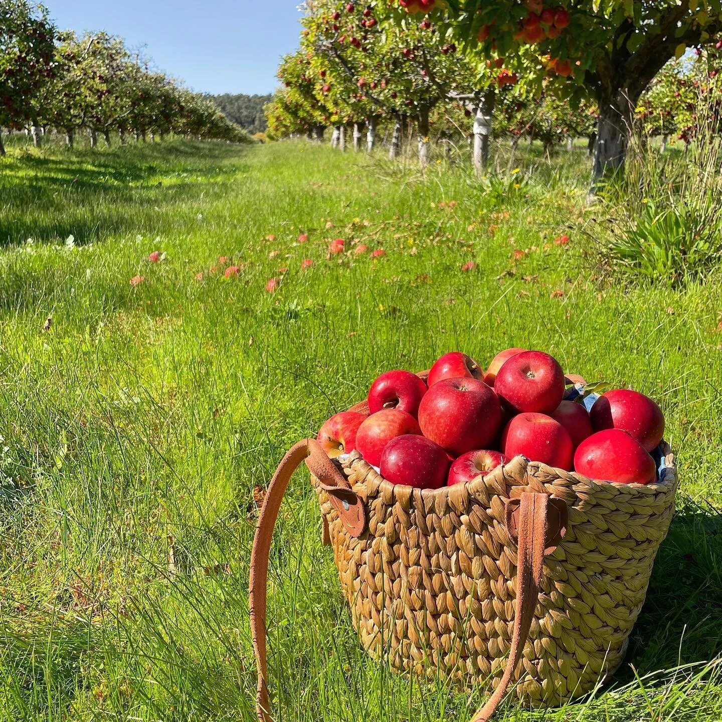 Anyone else manage to venture out to Apple Country for some DIY picking this 🍎 season?