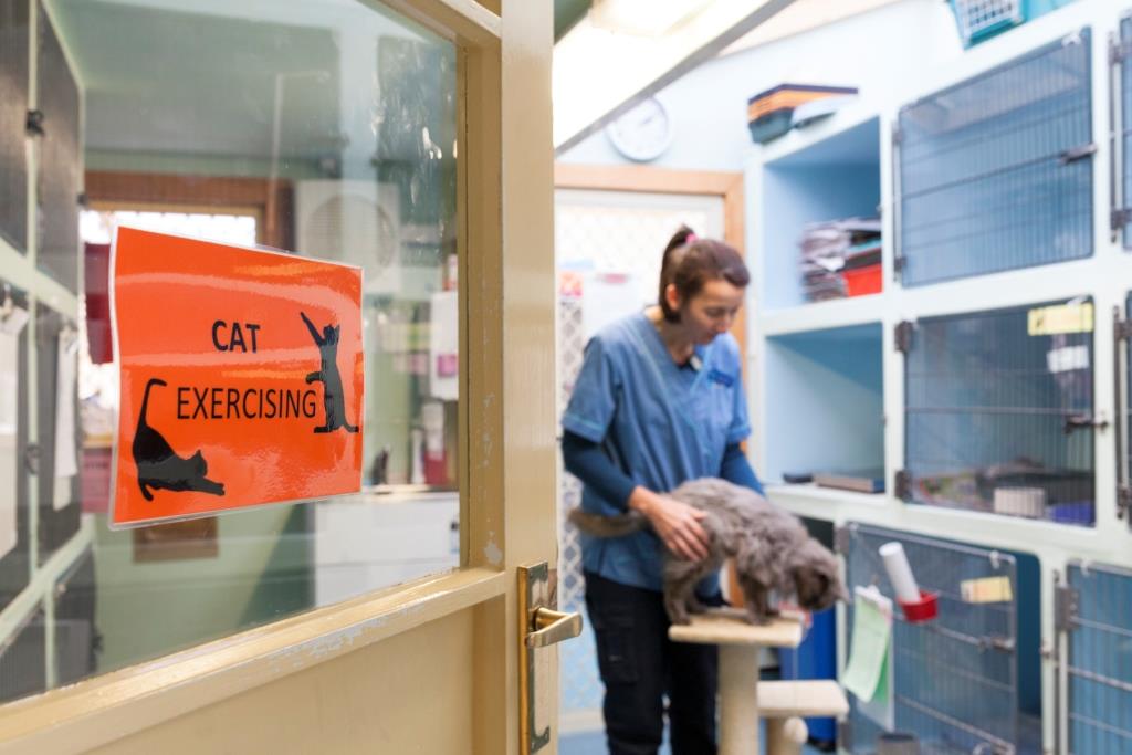 Separate cat ward