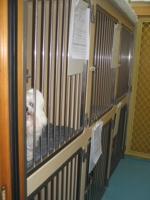 Dog ward