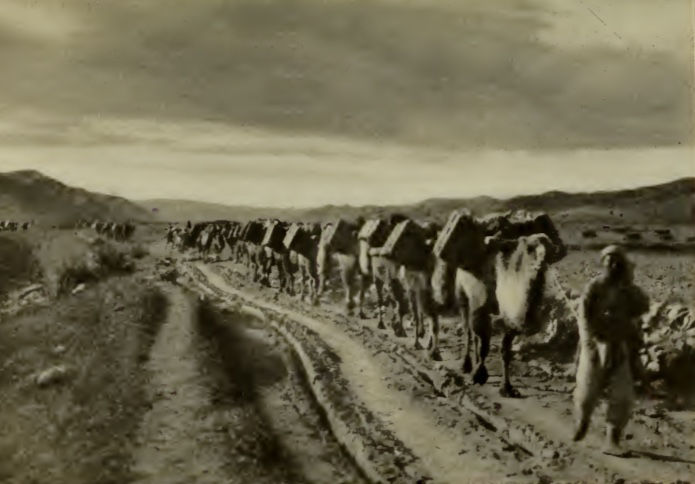 A camel train in Mongolia, from Roy Chapman Andrews' book Across Mongolian Plains , New York: D. Appleton and Company, 1921