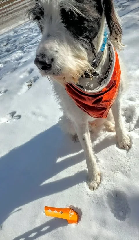 Yak Trowel, Teddy.jpeg