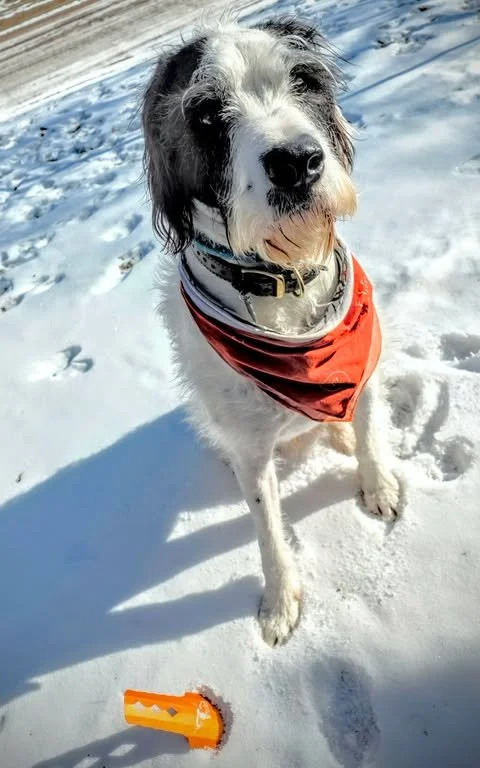 Yak Trowel Teddy.jpeg