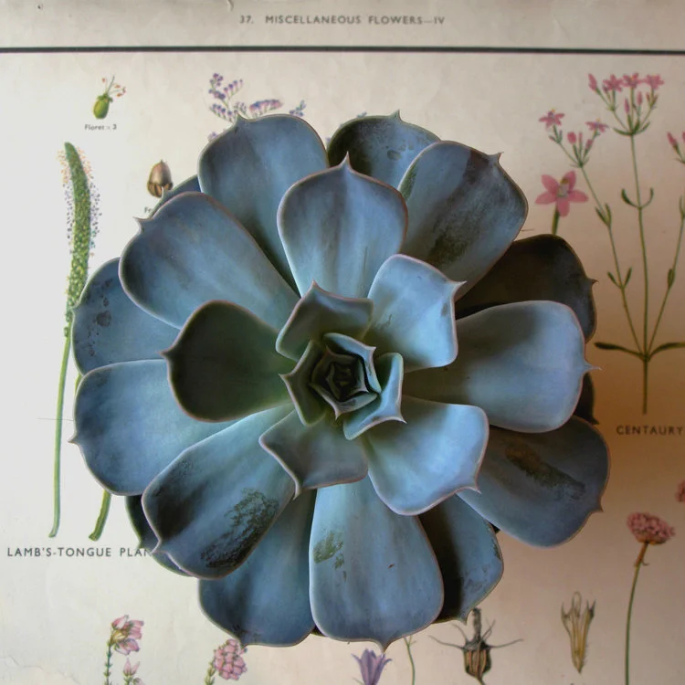 WE'VE COME OVER ALL GREEN AND PRICKLY AT RAG & BONE