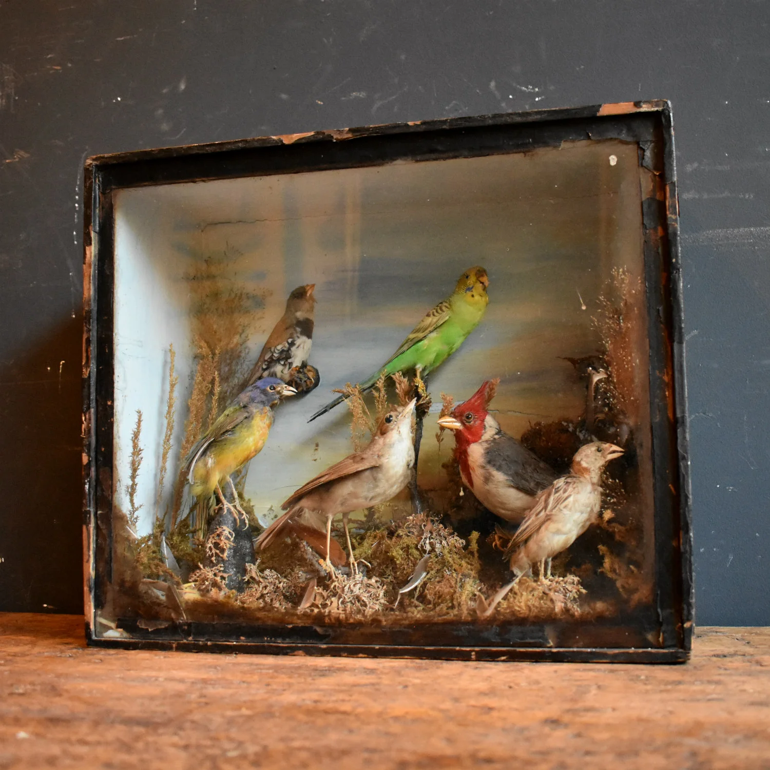 Antique Cased Taxidermy Bird Diorama