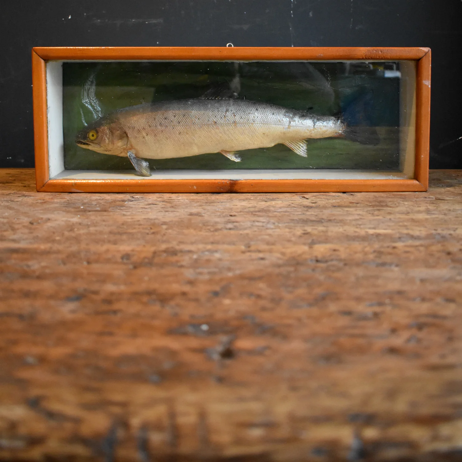Vintage Taxidermy Sea Trout