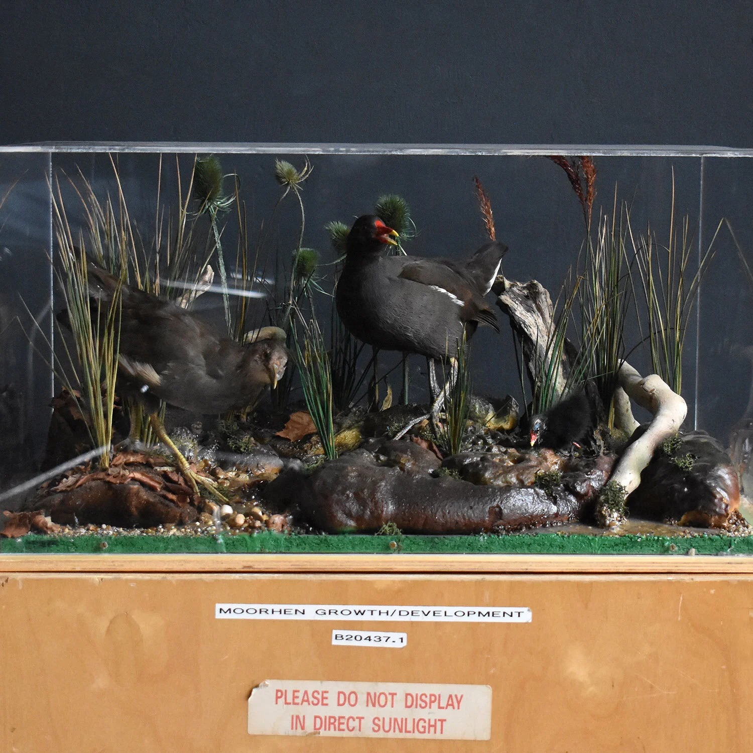 Mid Century Taxidermy Moorhen Diorama