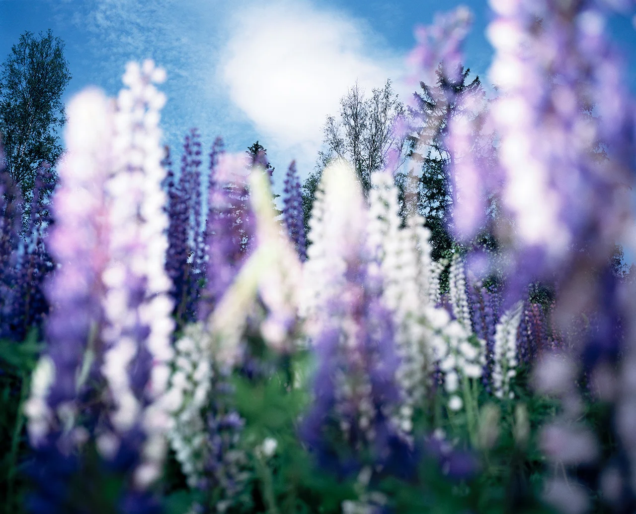 The Invincible Lupins