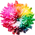 icon small.png