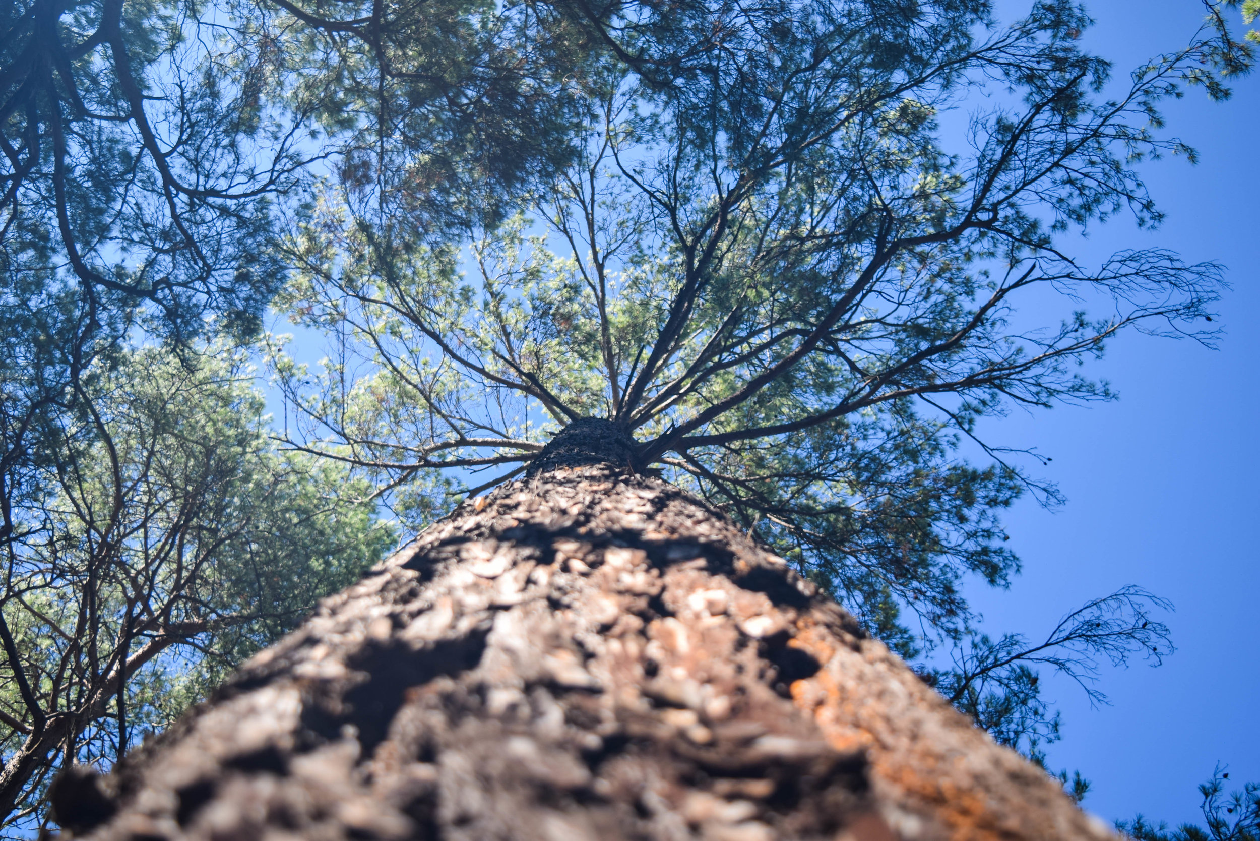 DSC_0433.jpg