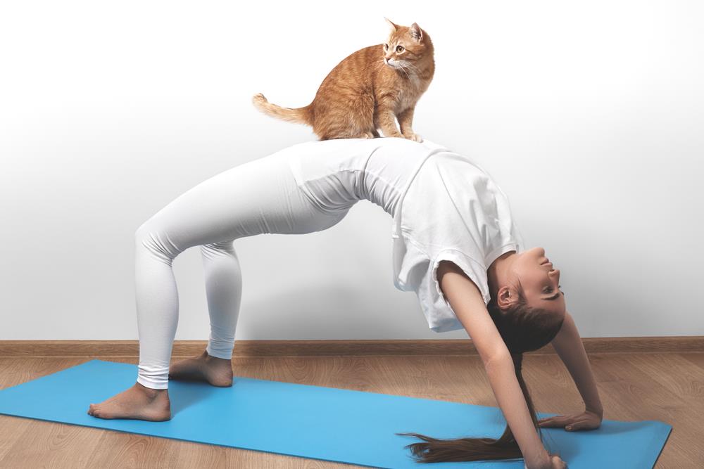 Cats - great for cuddles. Somehwhat unreiable as yoga props