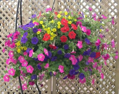 Parish Spring Plant Sale Fundraiser