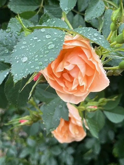 garden rose 2024.jpg