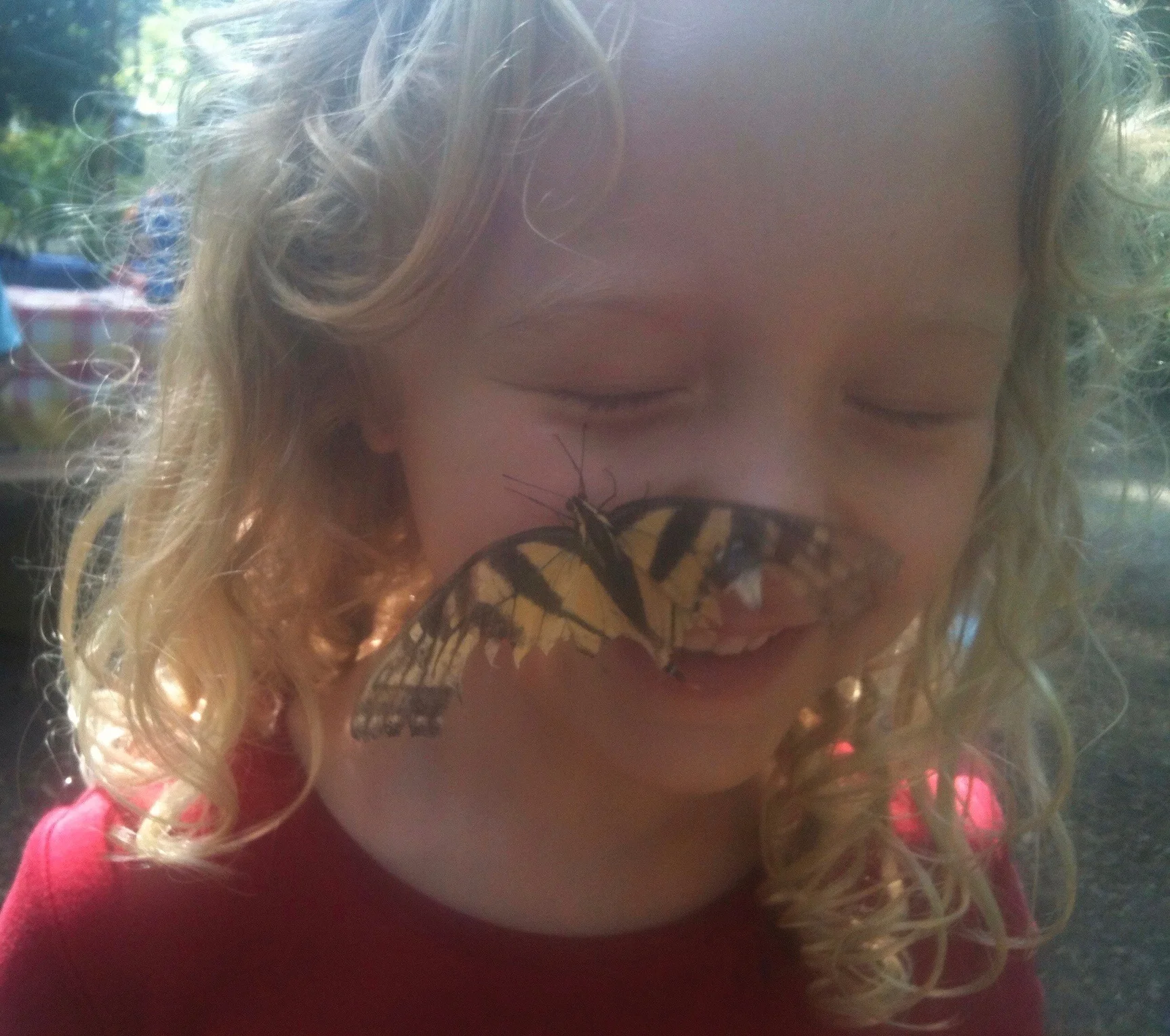 Butterfly 5.jpg