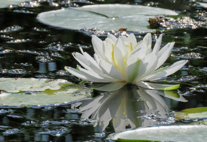 Shimmering Water Lily_web copy.jpg