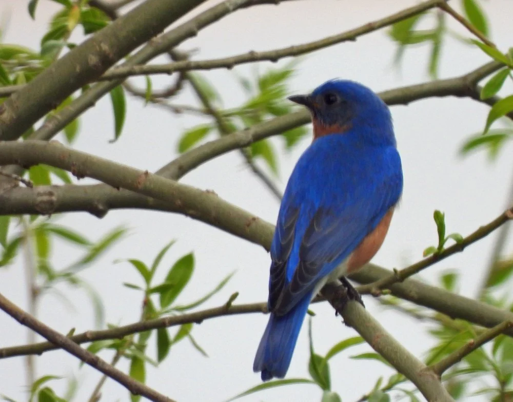 Eastern Bluebird 1.JPG