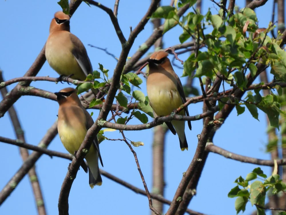 Cedar Waxwings on Serviceberry_low res.jpg