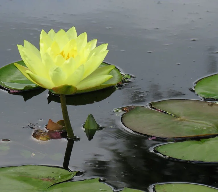 Yellow lilypad_web copy.jpg