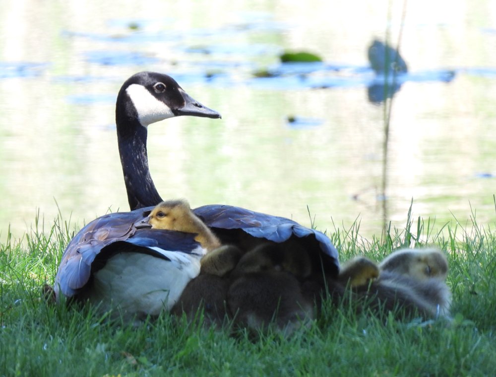 Goose and goslings under mom copy.JPG