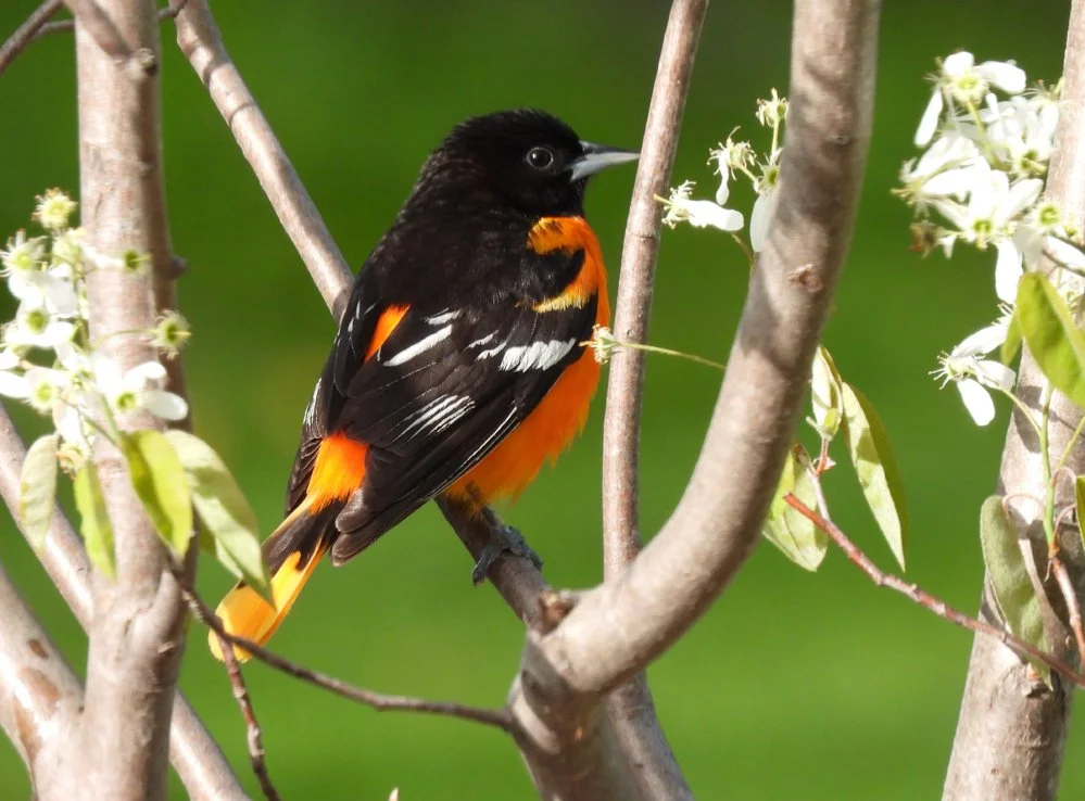 Male Oriole.JPG