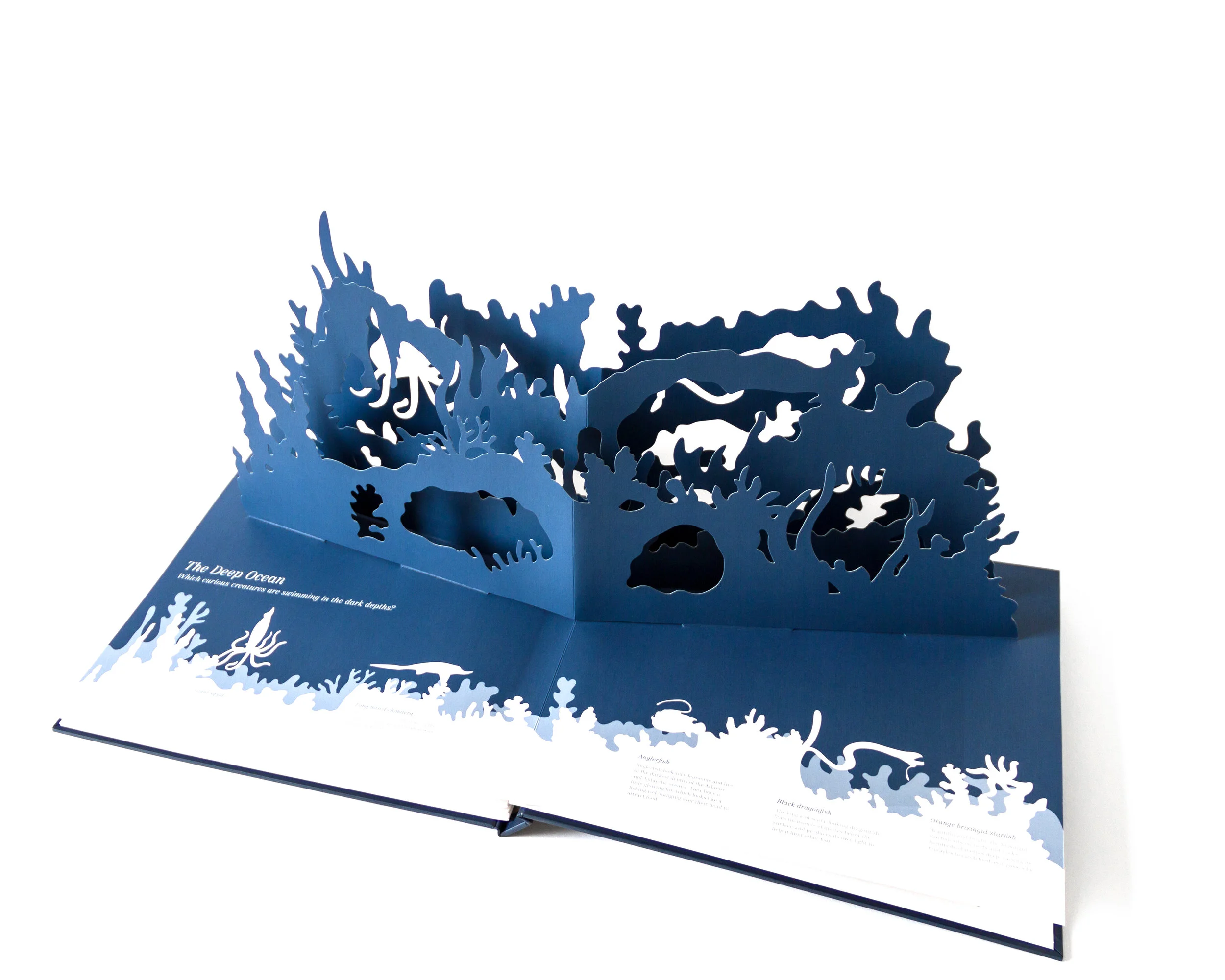 MidnightCreatures_HelenFriel_TheDeepOcean_Light.jpg
