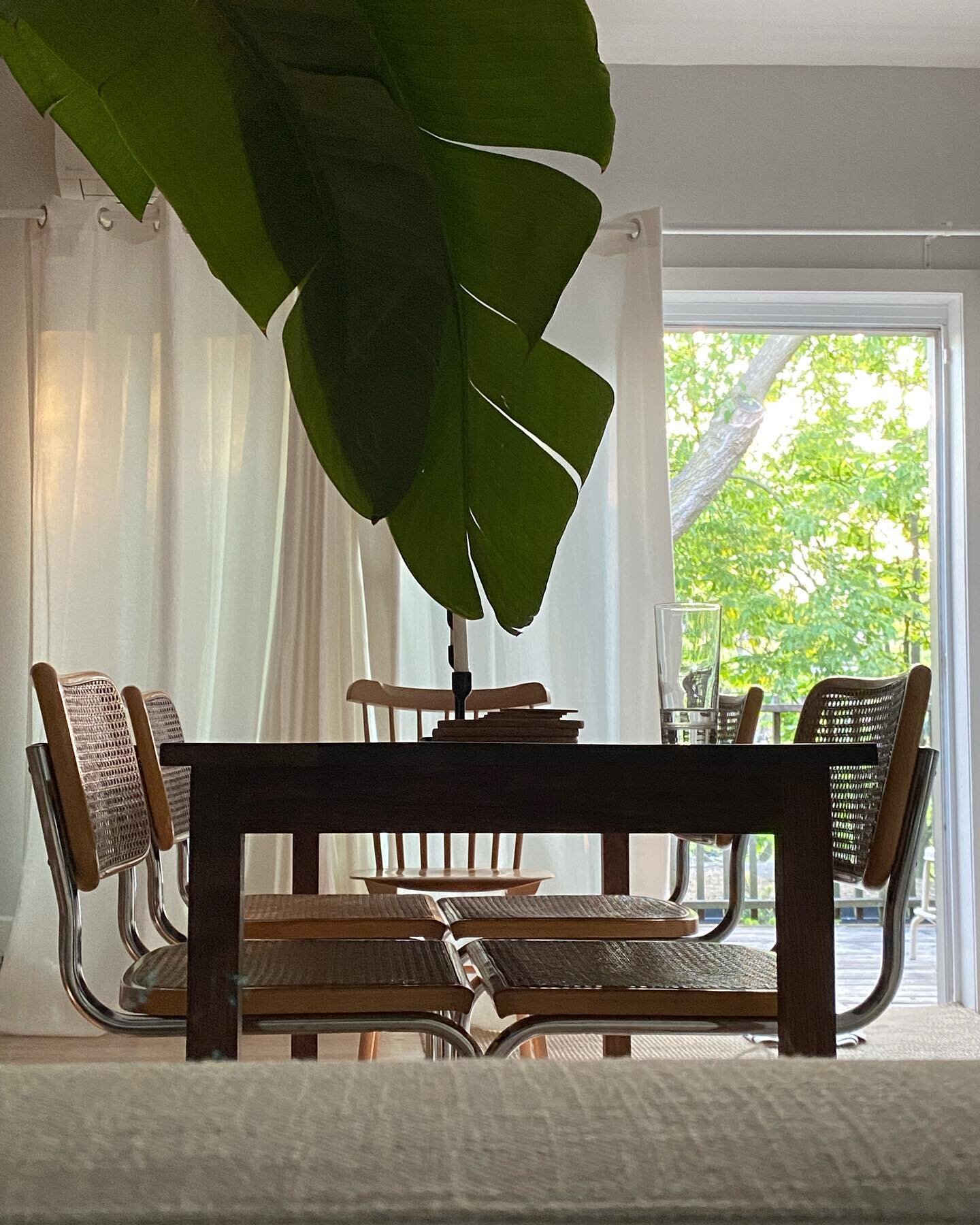 dining table at golden hour 🌿🌞