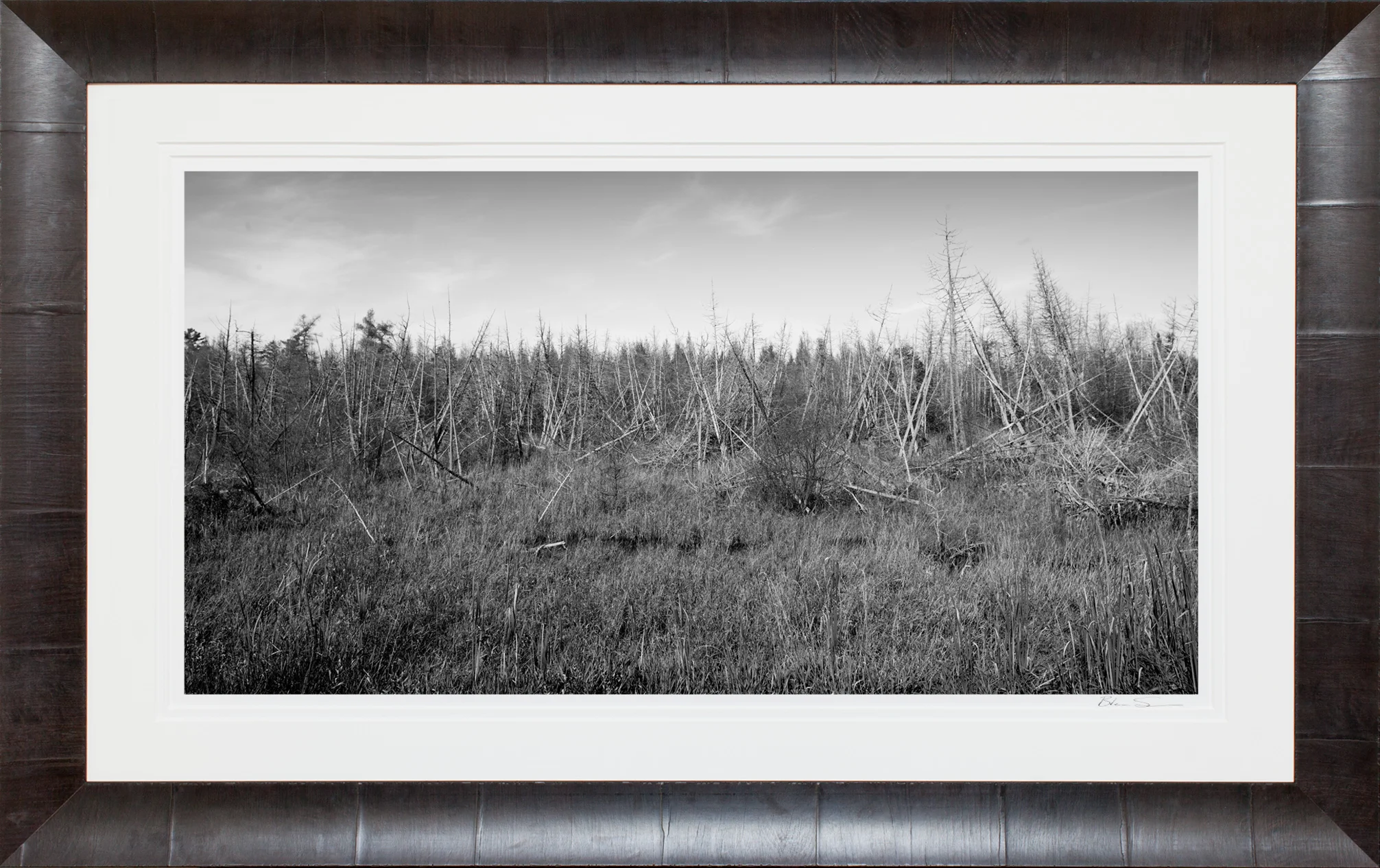 Fallen Trees - Framed