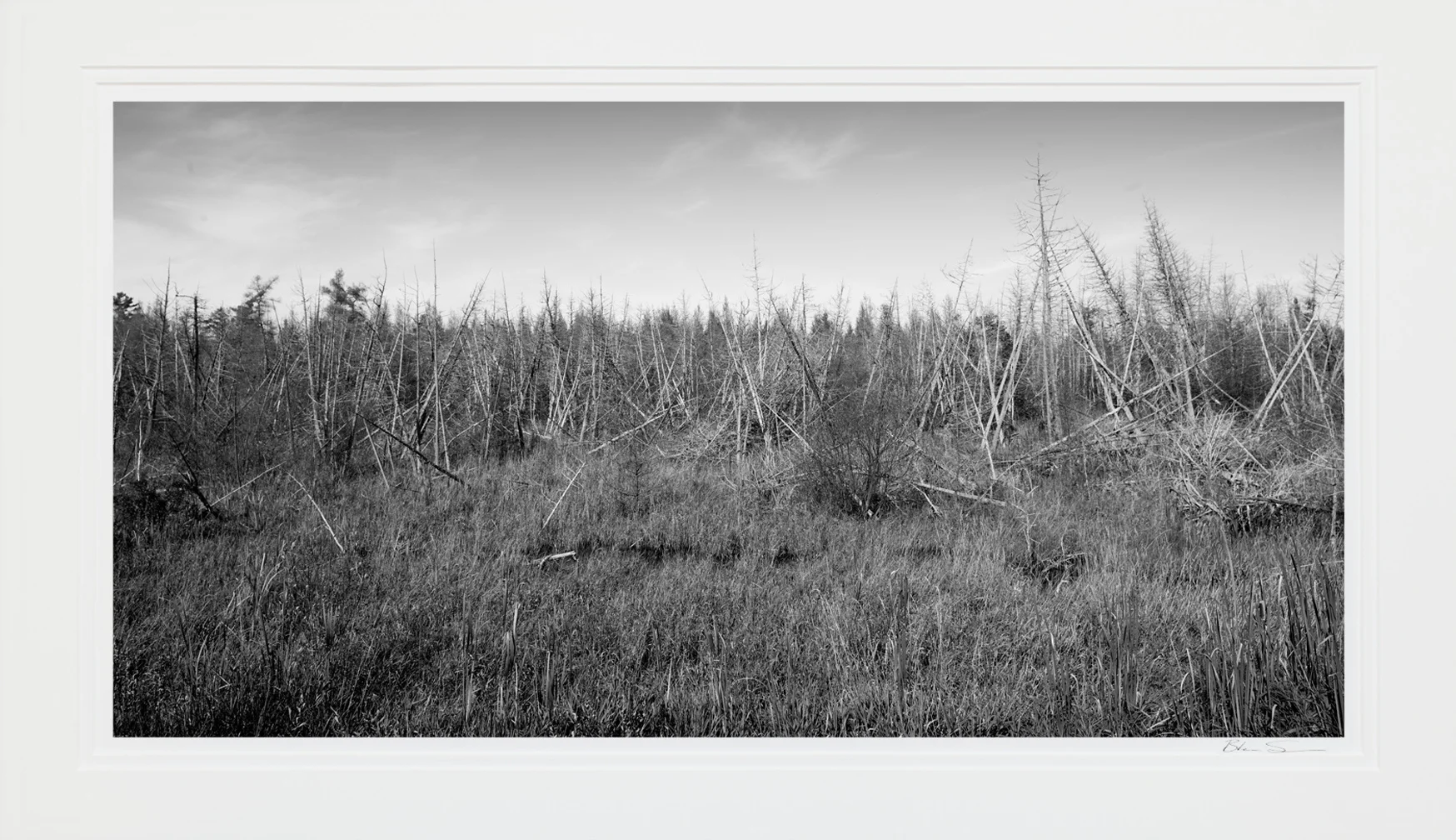 Fallen Trees - Matted