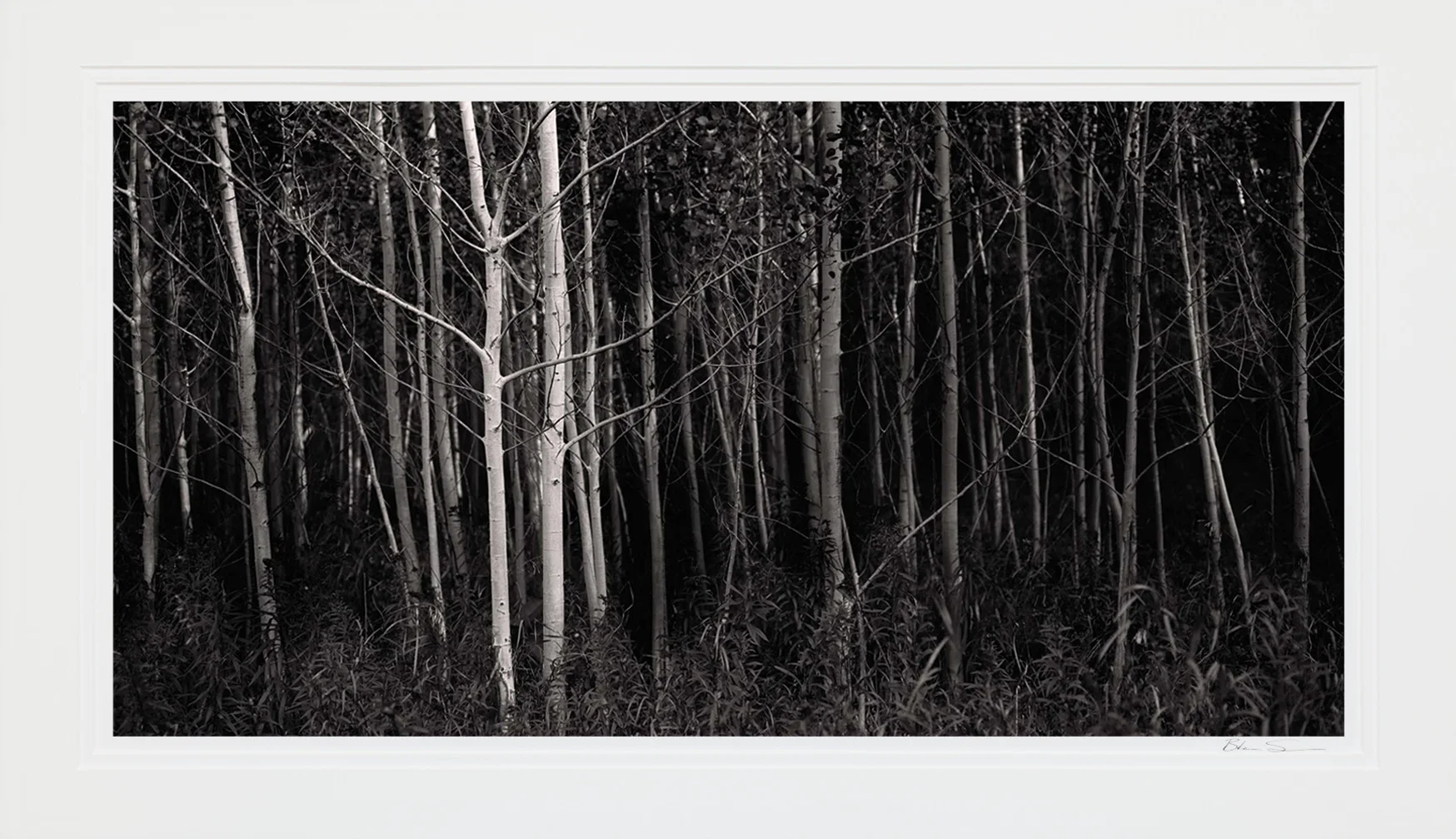 Leland Birch - Matted