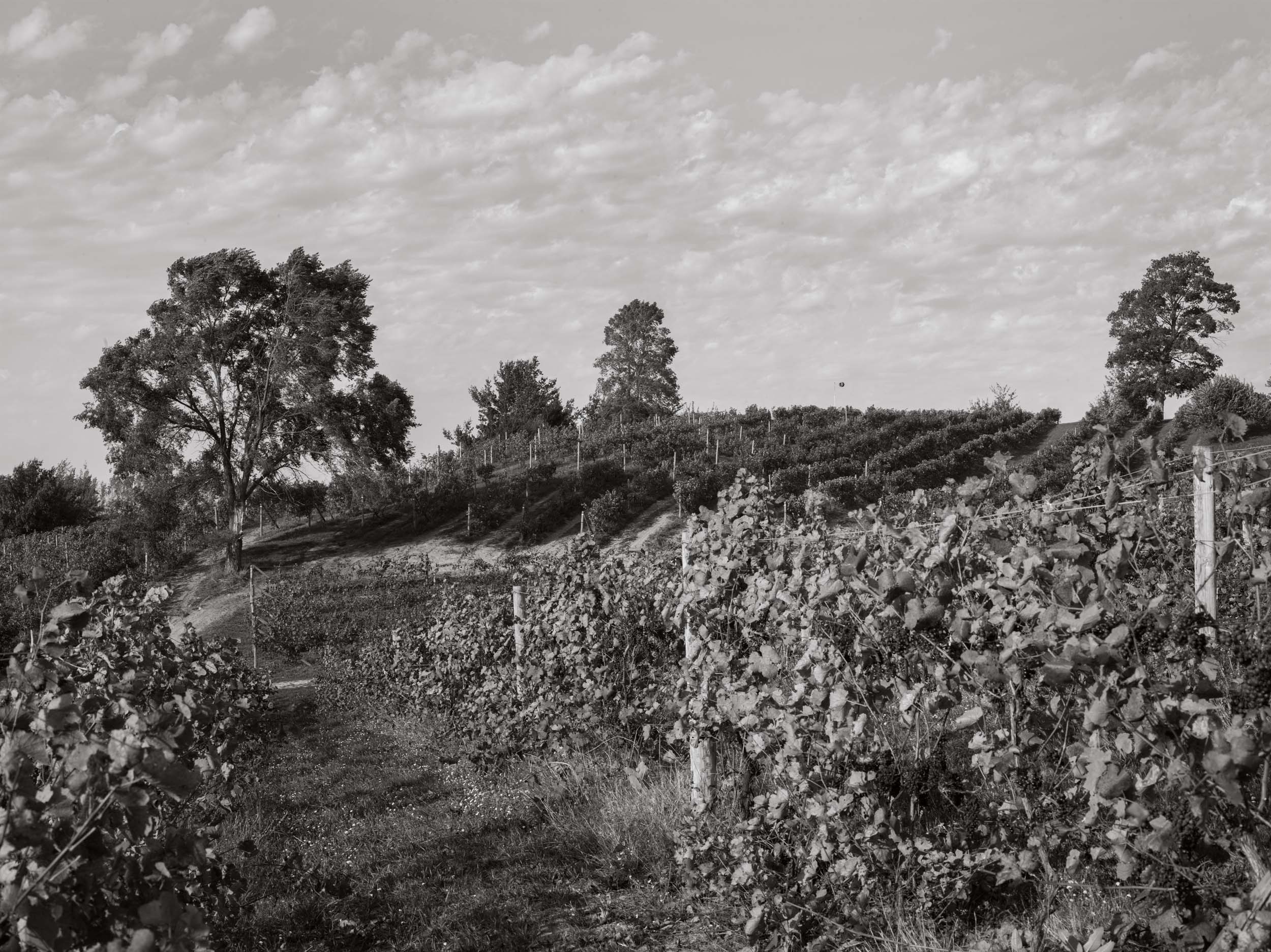 LATE HARVEST - Ciccone Vineyard, Sutton Bay. A classic pastoral Michigan scene that would make Tuscany jealous. Michigan Landscape Photography.