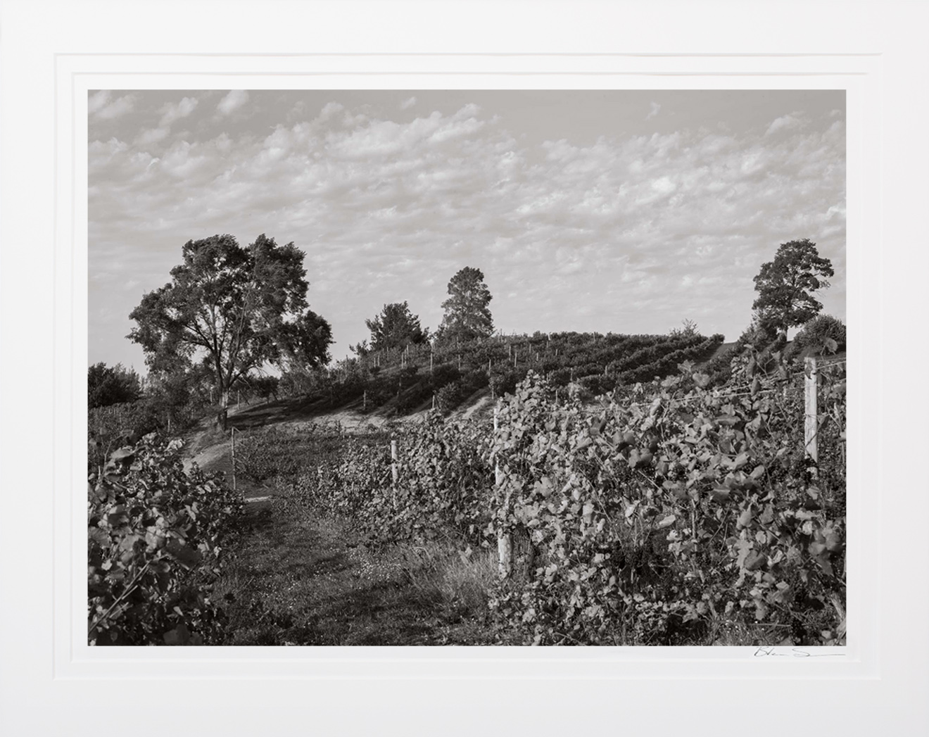 Late Harvest - Matted