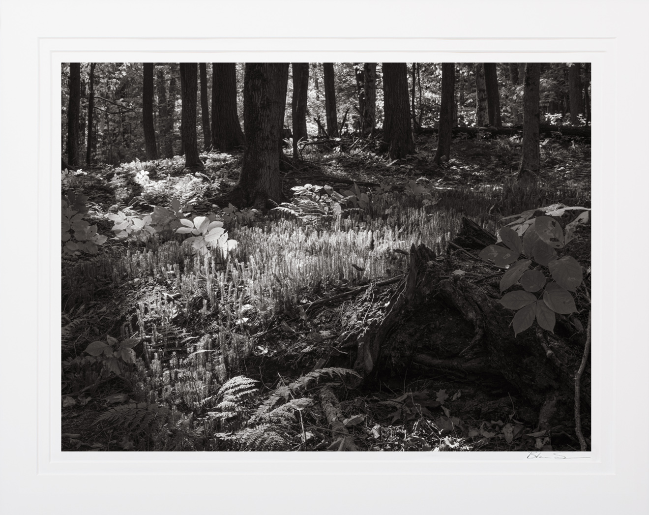Forest Floor - Matted