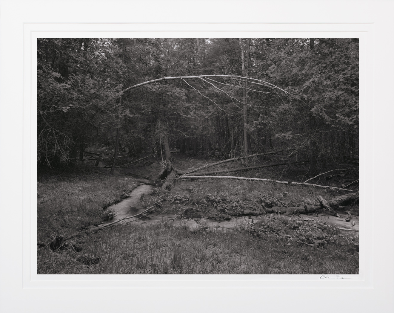 Among the Cedars - Matted