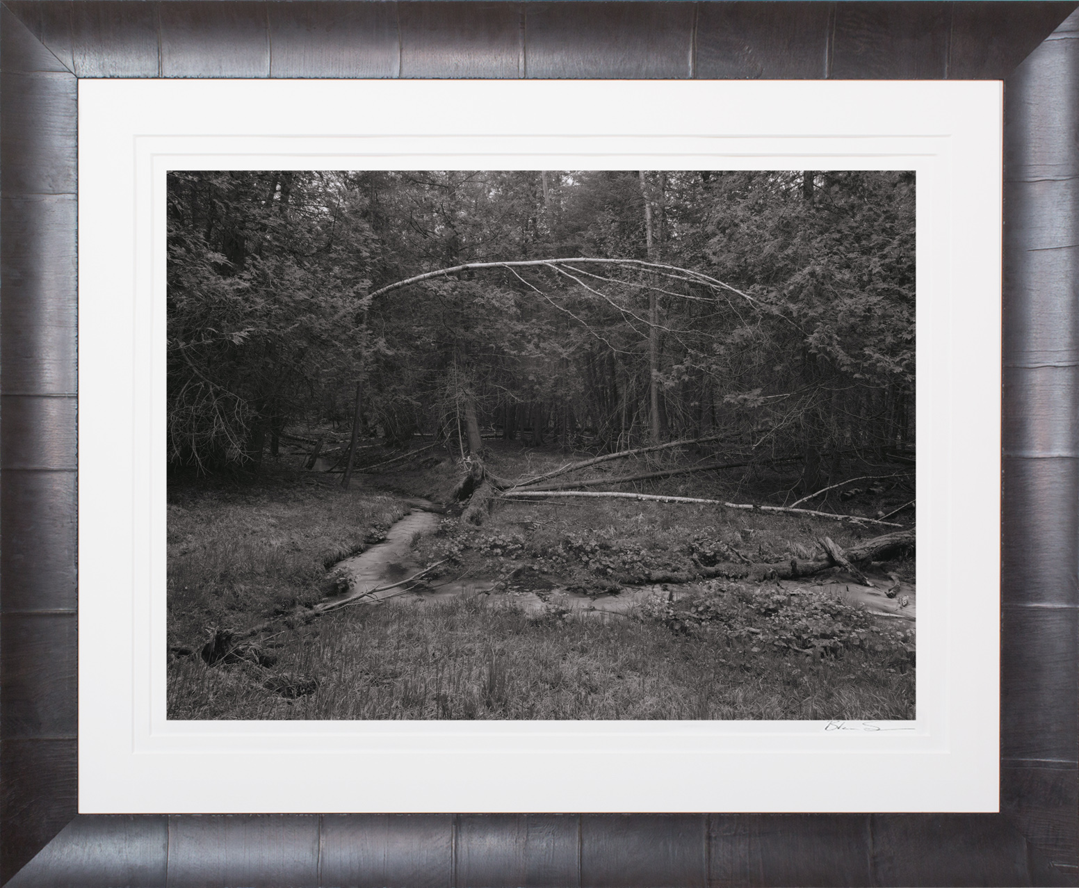 Among the Cedars - Framed