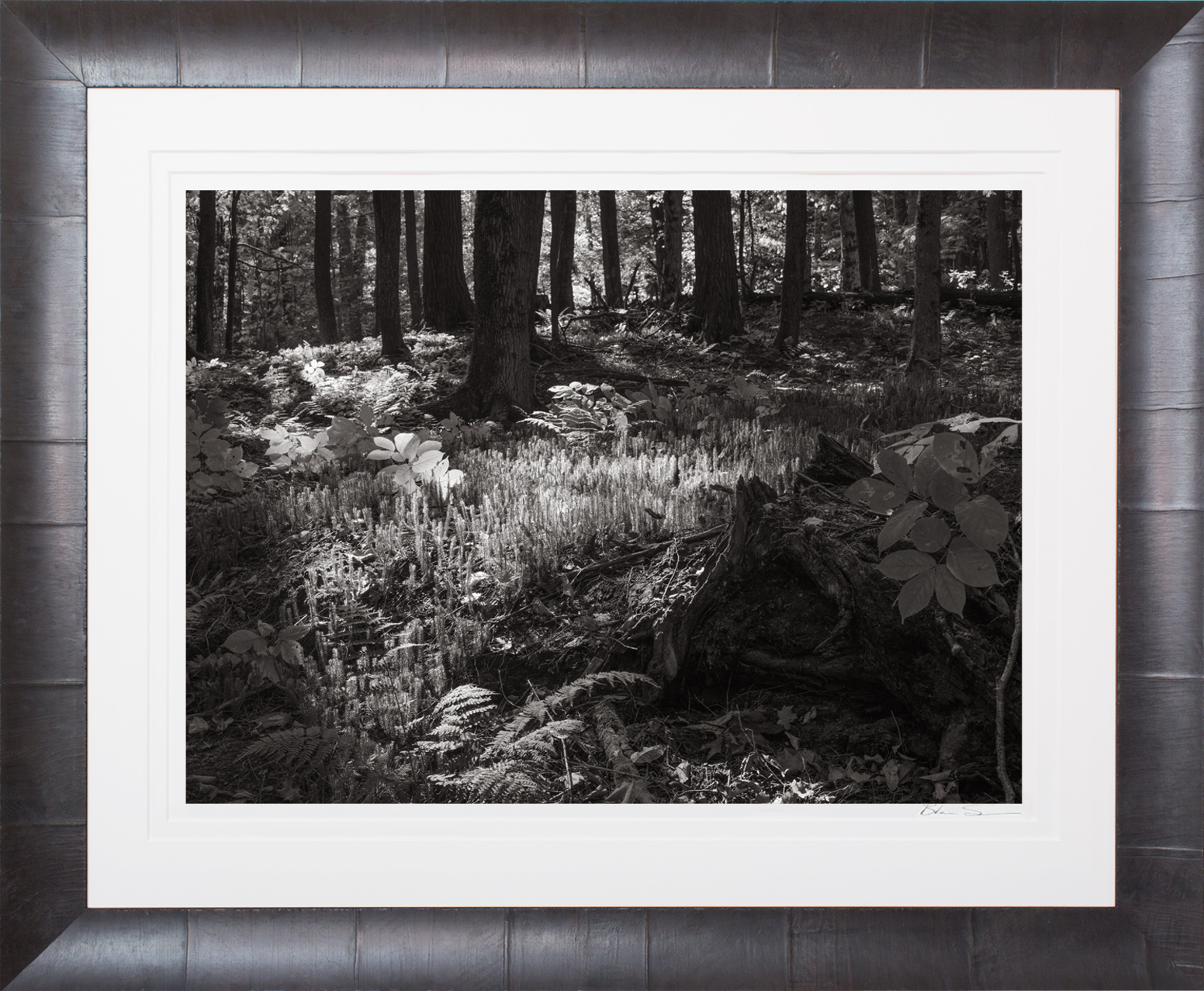 Forest Floor #1 - Framed