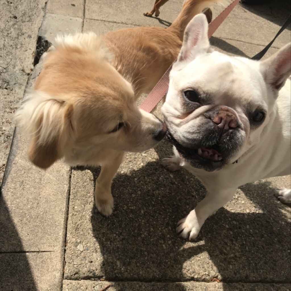 ollie.jpg