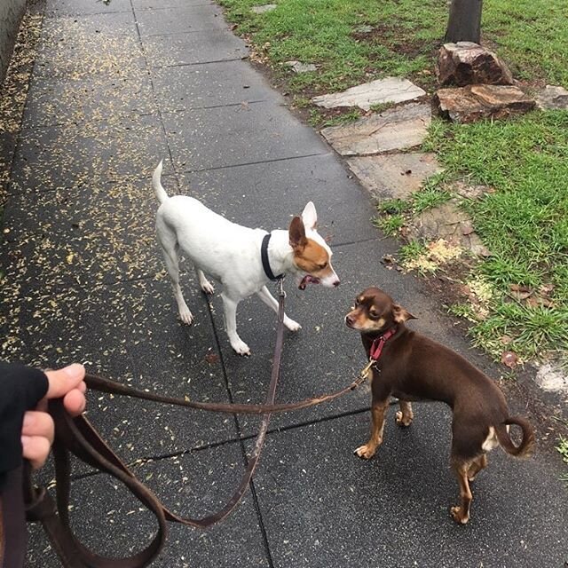 Still raining but Billy and Frankie don&rsquo;t mind!